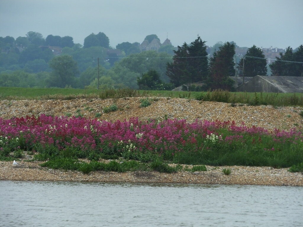 Rye Harbour Nature Reserve