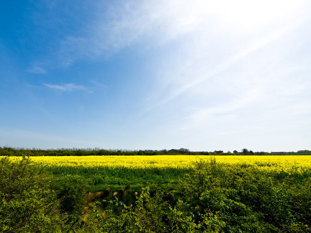 Farmland near Cudmore Grove, Mersea Island