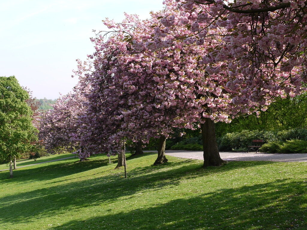 Vernon Park, Stockport